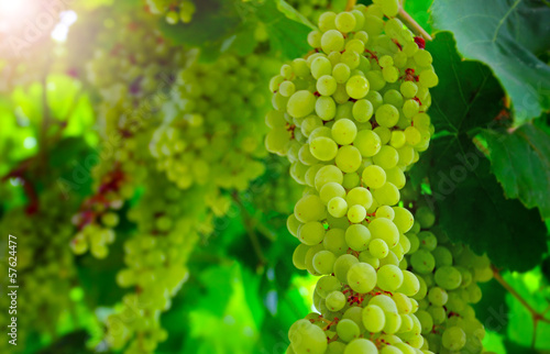 .Close up view of hanging grapes