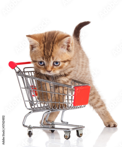 british cat with shopping cart isolated on white. kitten osolate photo