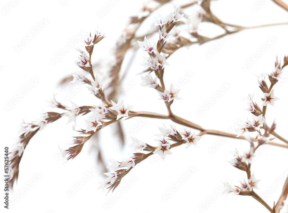 Fototapeta premium white limonium flowers isolated