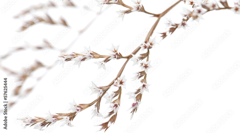 Fototapeta premium white limonium flowers isolated