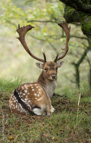 Fallow deer during rutting season © Menno Schaefer