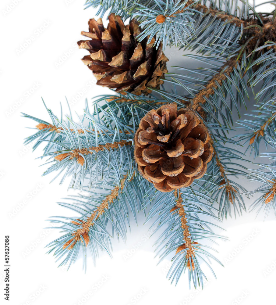 Fototapeta premium Beautiful pine cones isolated on white