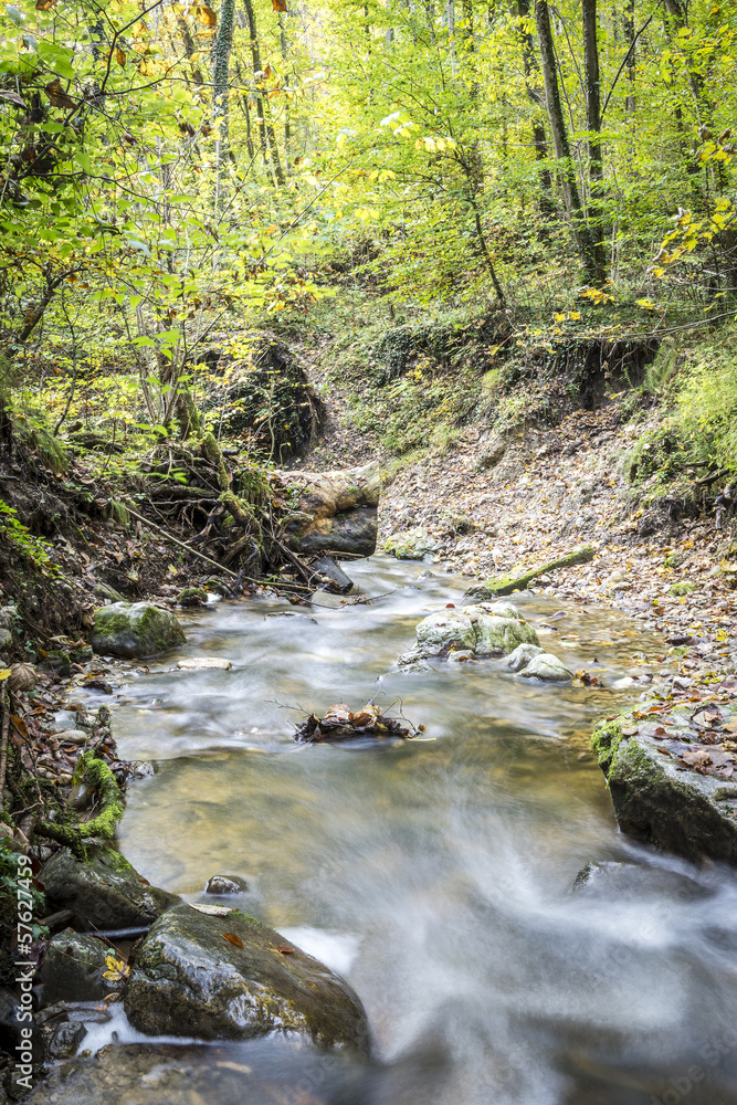 stream in forest