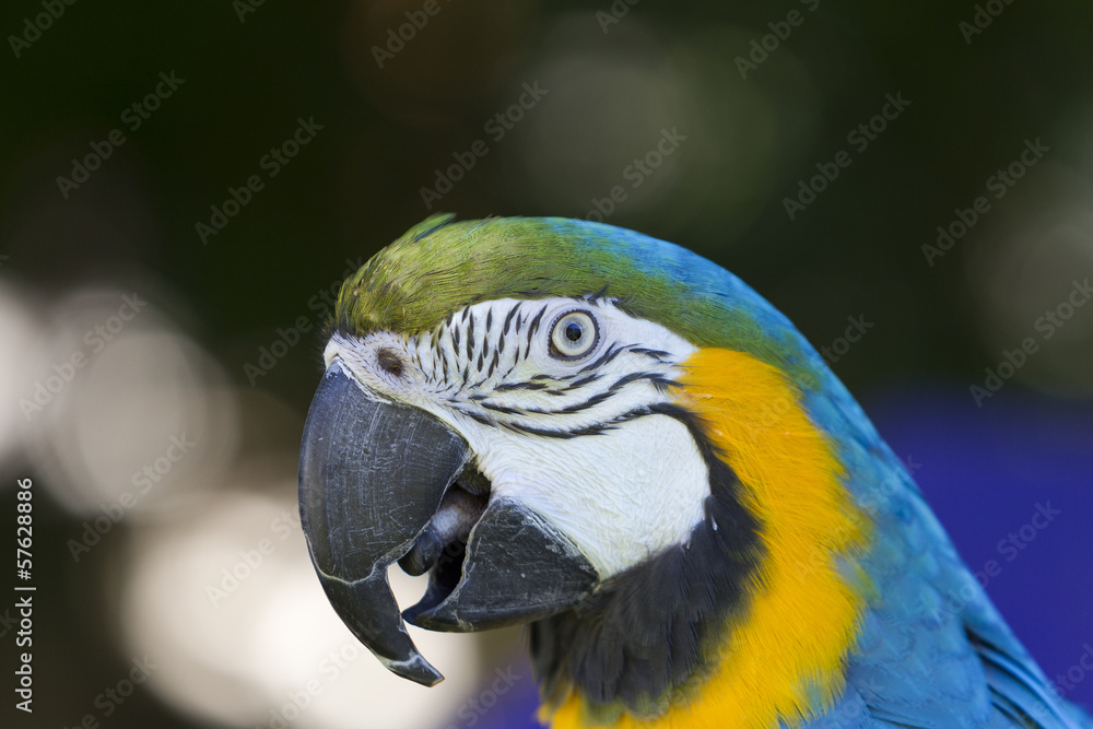 Fototapeta premium Macaw portrait.Ara ararauna.