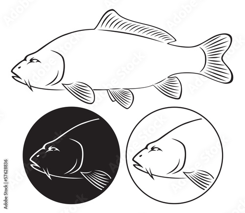 carp