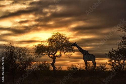 afrykanska-zyrafa-spaceruje-podczas-zachodzacego-slonca