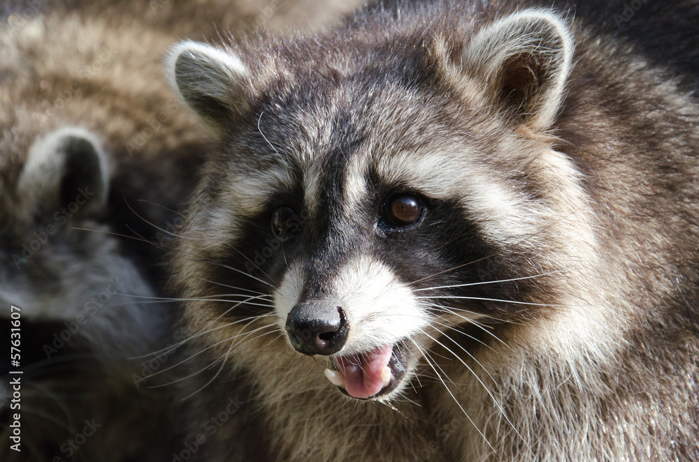 raccoon - Procyon lotor