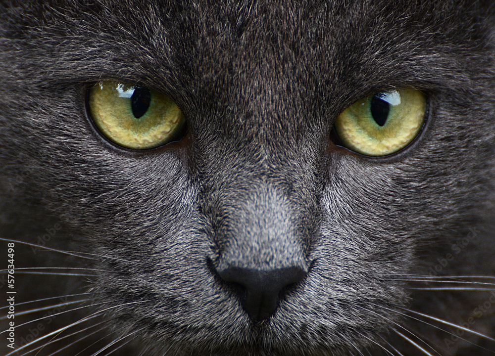 Naklejka premium Close up portrait of grey kitten