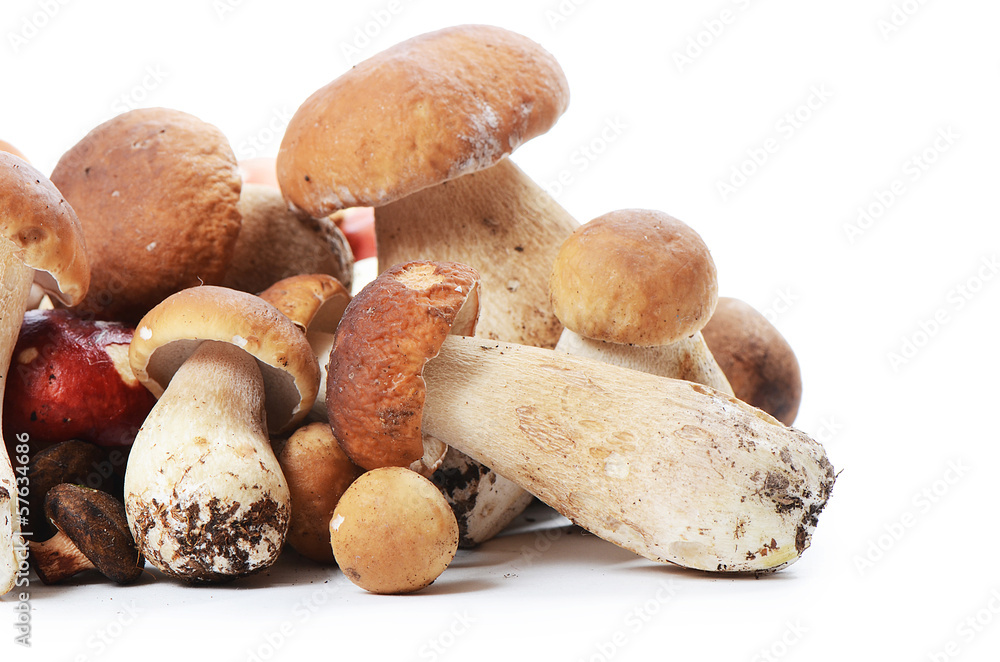 The boletus edulis isolated on white The boletus edulis isolated on white