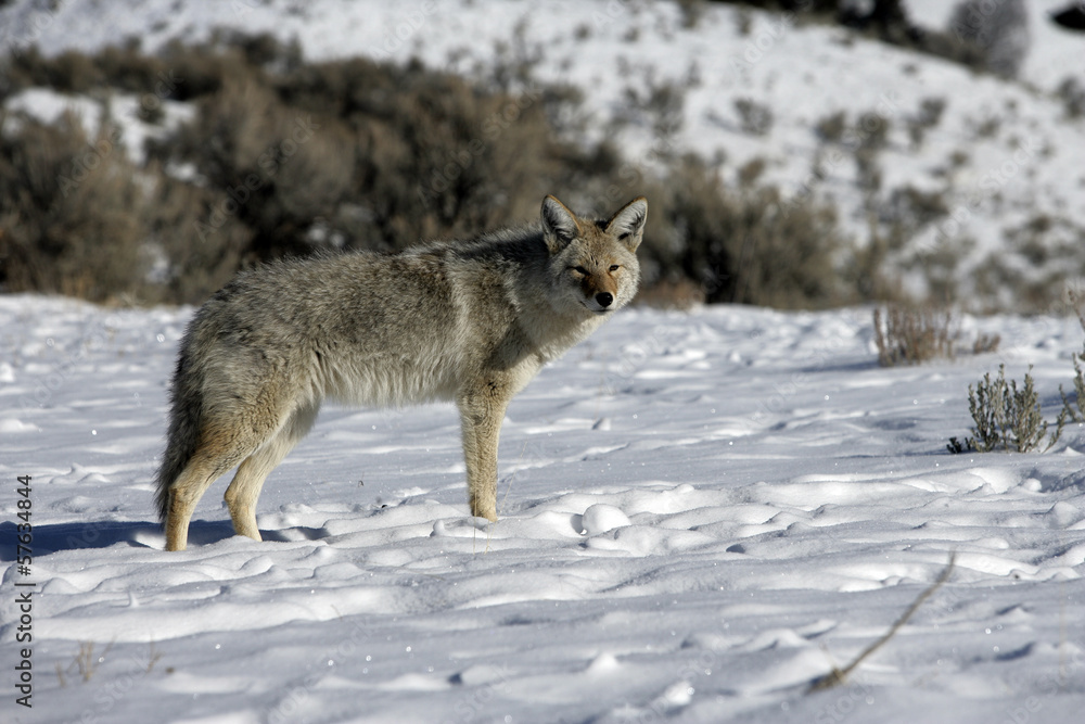 Coyote, Canis latrans, Coyote, Canis latrans,