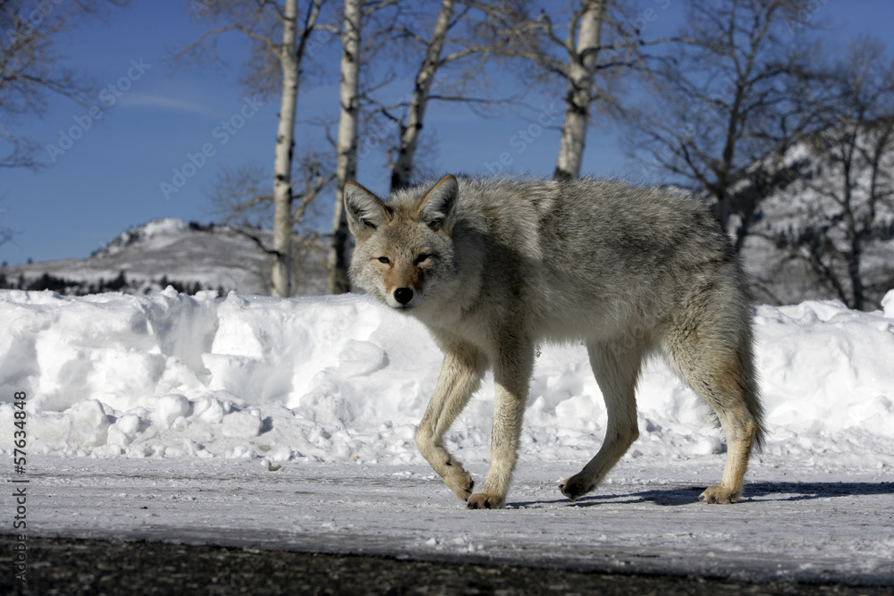 Coyote, Canis latrans,
