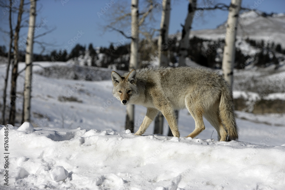 Coyote, Canis latrans, Coyote, Canis latrans,