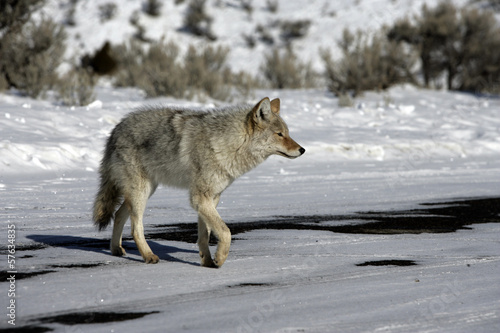 Coyote, Canis latrans,