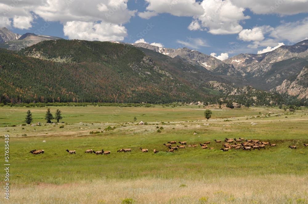Wapitis in Rocky Mountains National Park