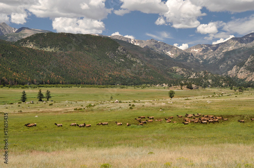 Wapitis in Rocky Mountains National Park © mrpluck