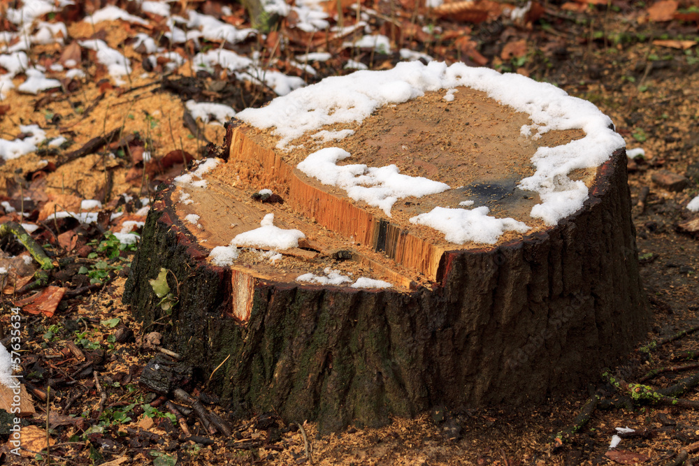 Old cracked stump in a snow Old cracked stump in a snow