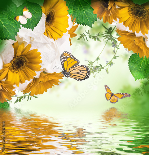 Fototapeta Naklejka Na Ścianę i Meble -  Multi-colored gerbera daisies and butterfly