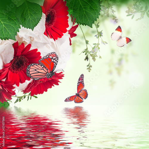 Fototapeta Naklejka Na Ścianę i Meble -  Multi-colored gerbera daisies and butterfly