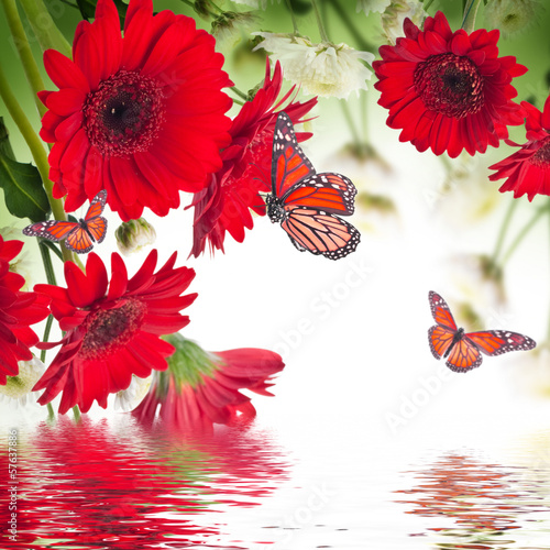 Fototapeta Naklejka Na Ścianę i Meble -  Multi-colored gerbera daisies and butterfly