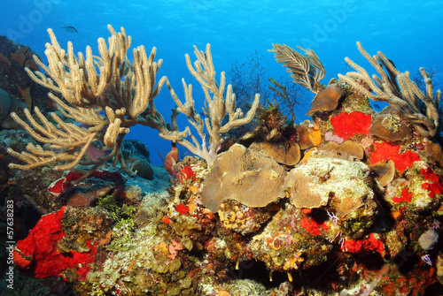 Colorful Corals against Blue Water, Cozumel, Mexico