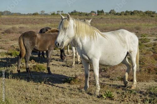 cheval camarguais, Parc Naturel de Camargue,Bouches du Rhône © JAG IMAGES