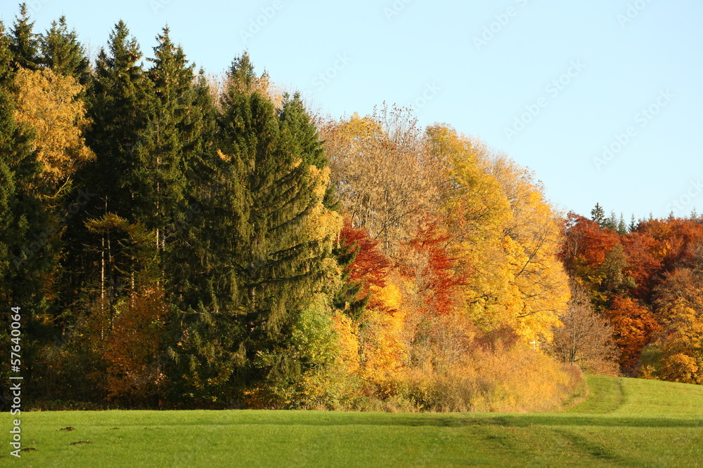 Herbstwaldrand