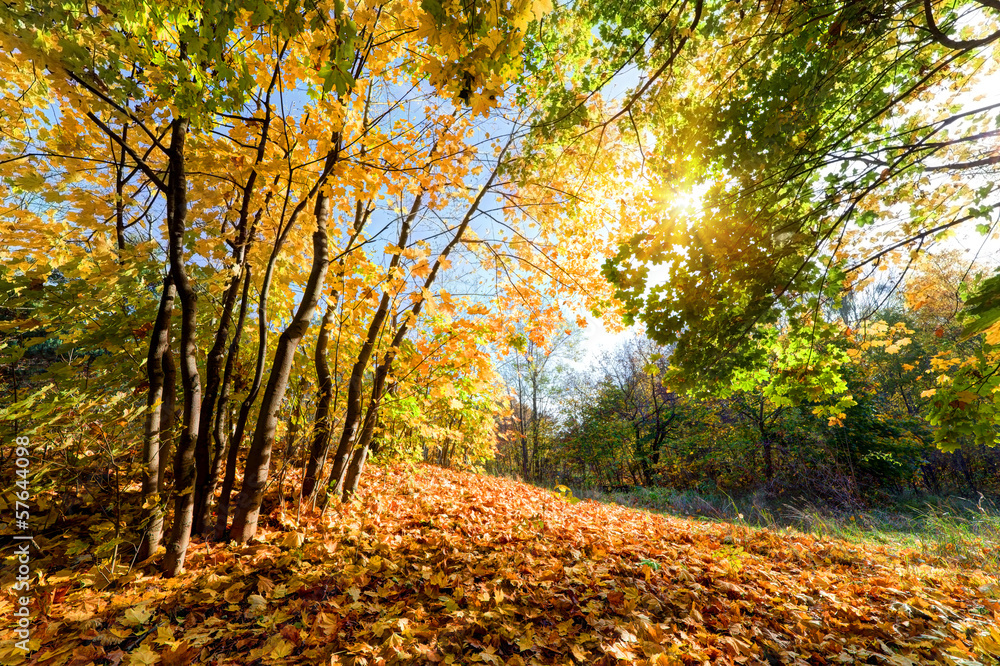 Obraz premium Autumn, fall in forest. Sun shining through colorful leaves