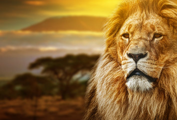 Foto auf Leinwand Löwe Löwenporträt auf Savannenhintergrund und Kilimanjaro  © Photocreo Bednarek