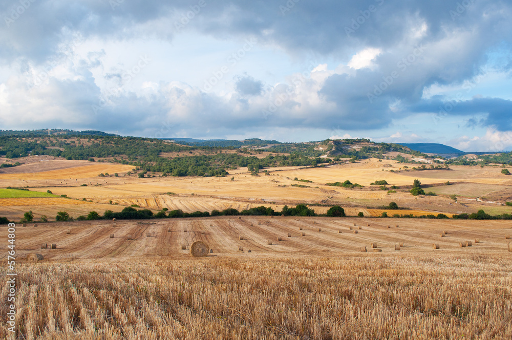 Fototapeta premium Bales of straw in the wheat fields