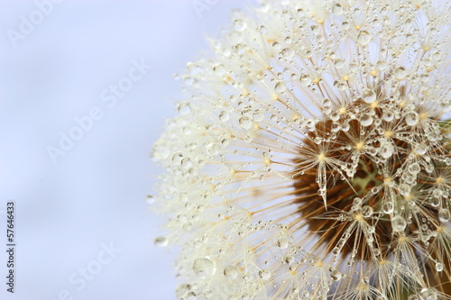 Fototapeta Dandelion seeds covered water drops
