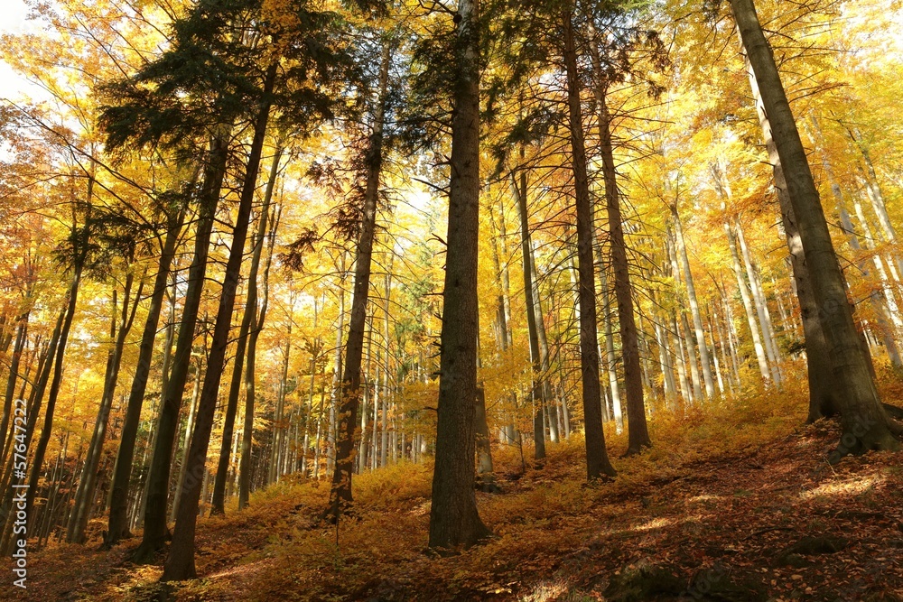 Majestic autumnal forest just after sunrise