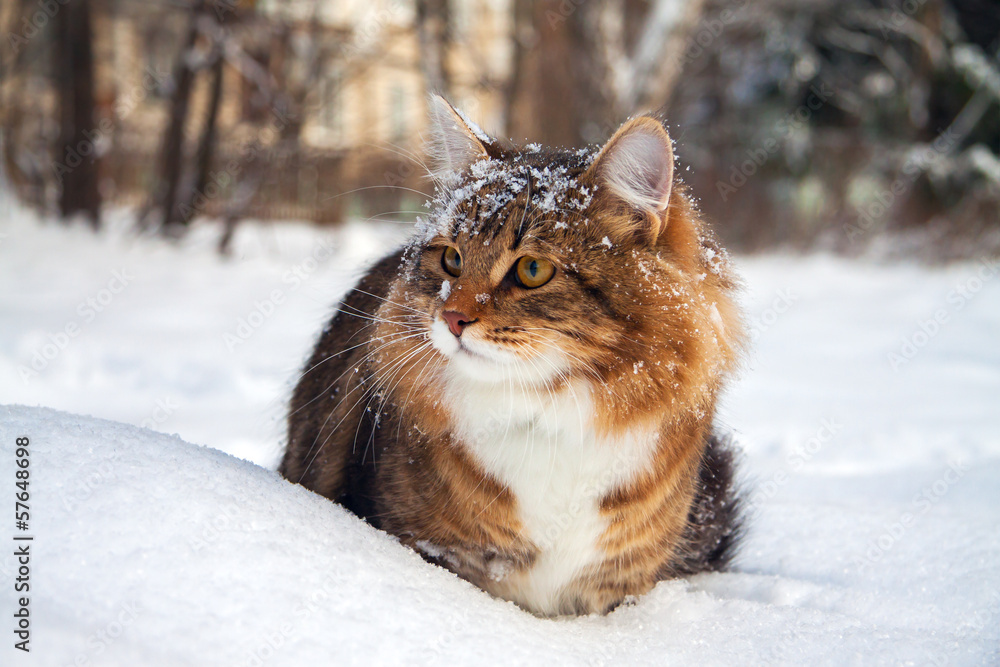 Fototapeta premium cat on sits on snow