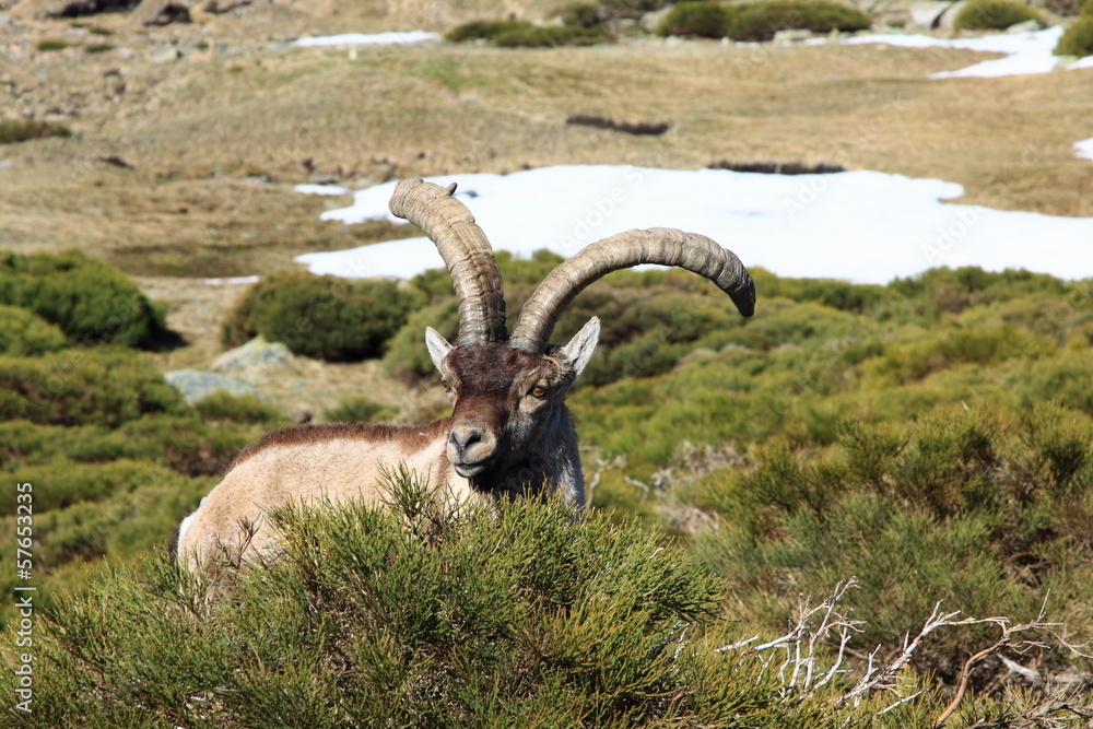 Standing alpine ibex, wild animal living in high altitude 
