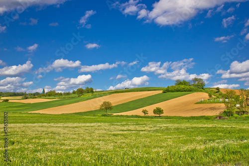 Green agricultural landscape under blue sky