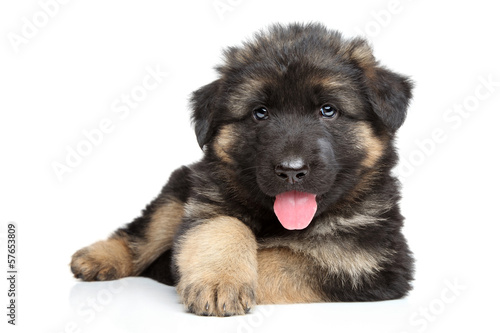 Fototapeta Naklejka Na Ścianę i Meble -  German shepherd puppy