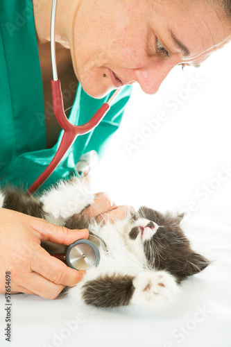 Veterinary with kitten