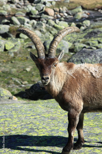 Standing alpine ibex  wild animal 