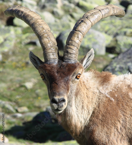 Standing alpine ibex  wild animal 