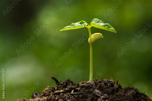 Canvas Print Green sprout growing from seed