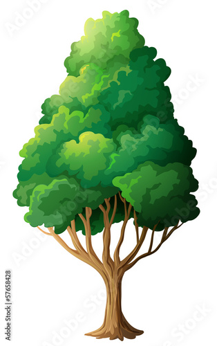 A tall old tree