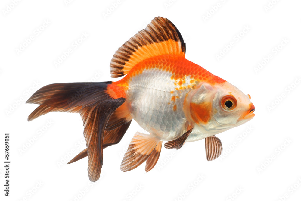 Goldfish on a white background Goldfish on a white background