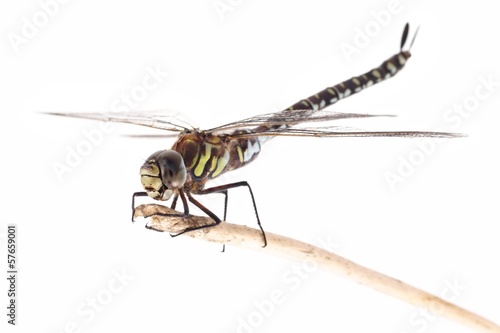 Dragonfly, Migrant Hawker (Aeshna mixta), on a white background