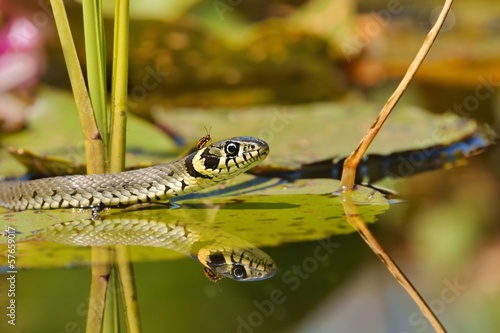Grass Snake (Natrix natrix) an insect on the head