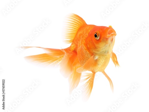 Goldfish on a white background © Mirek Kijewski
