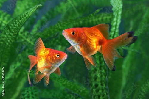 Goldfish, aquarium, a fish on the background