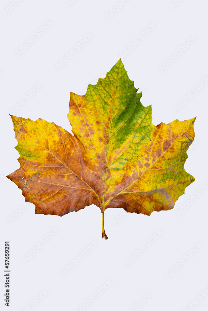 Fototapeta premium autumnleaf
