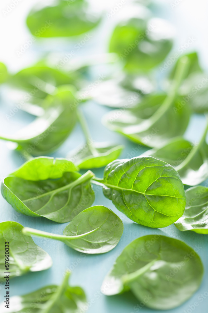 Obraz premium baby spinach leaves over blue background