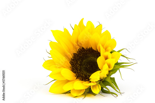sunflower on white background (Helianthus) photo