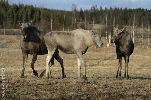 European moose  Alces alces machlis