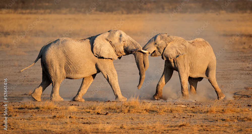 Naklejka premium African elephants fighting, Etosha National Park